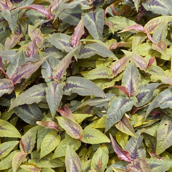 Persicaria microcephala 'Chocolate Dragon'