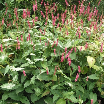 Persicaria amplexicaulis 'Fire Tail'