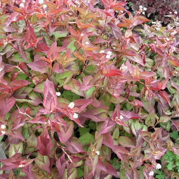 Persicaria 'Langhorn's Variety' 