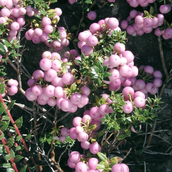 Pernettya mucronata 