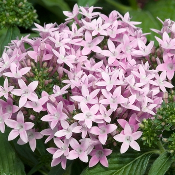 Pentas lanceolata 'Starla Lavender' 