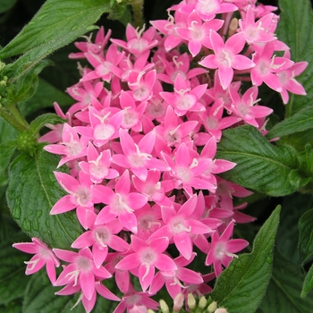 Pentas lanceolata 'Pink' 