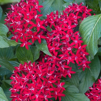 Pentas lanceolata 'Red' 