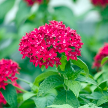 Pentas lanceolata 'Lava Red' 