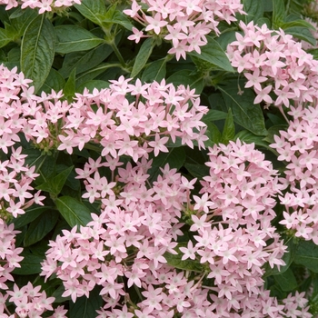 Pentas lanceolata 'Lava Rose' 