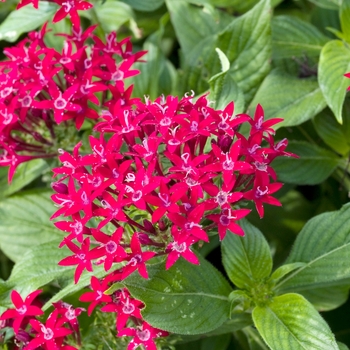 Pentas lanceolata 'Kaleidoscope Deep Red' 