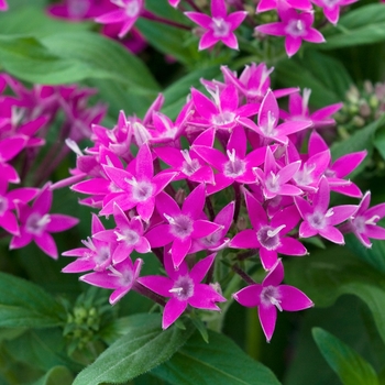 Pentas lanceolata 'Violet' 