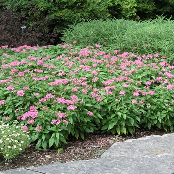 Pentas lanceolata 'Butterfly Pink' 