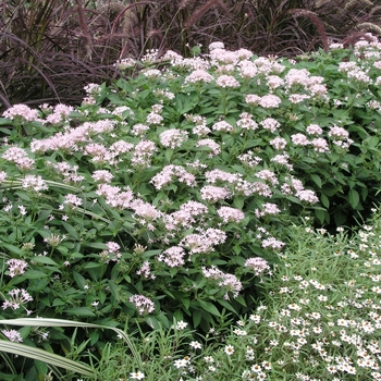 Pentas lanceolata 'Buttefly Blush' 