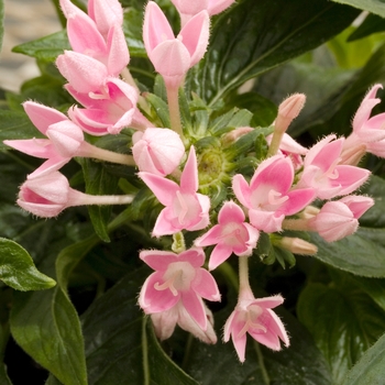 Pentas lanceolata 'Balloon Pink' 