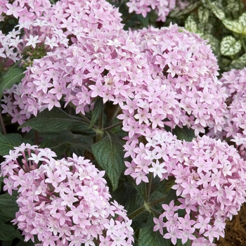 Pentas lanceolata 'Bahama Lavender' 