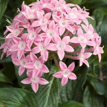 Pentas lanceolata 'Bahama Pink' 