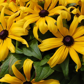 Rudbeckia hirta 'Becky Mix' 