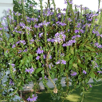 Scaevola aemula 'Blue Wonder' 