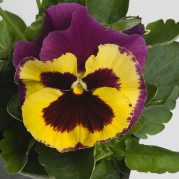 Viola x wittrockiana