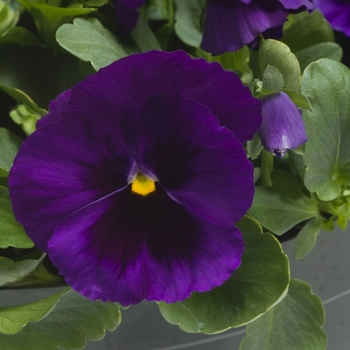 Viola x wittrockiana