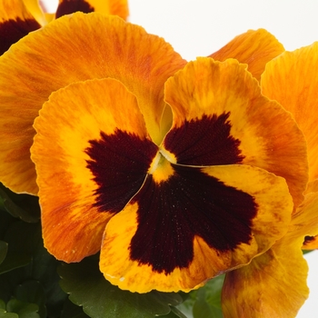 Viola x wittrockiana Majestic Giants II Fire Blotch