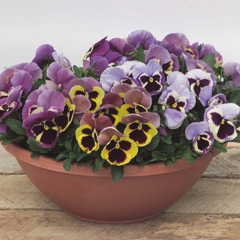 Viola x wittrockiana Majestic Giants II Marina Shades with Blotch