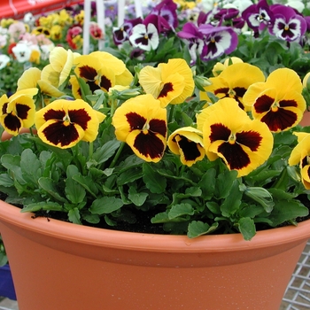 Viola x wittrockiana Majestic Giants II Yellow w/Blotch