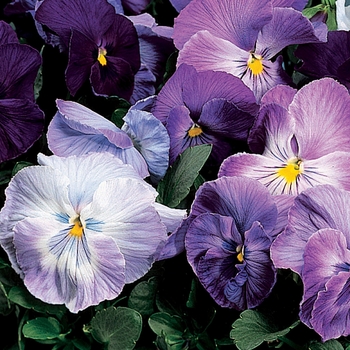 Viola x wittrockiana 'Lavender Blue Shades' 