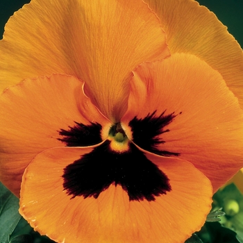 Viola x wittrockiana 'Orange w/Blotch' 