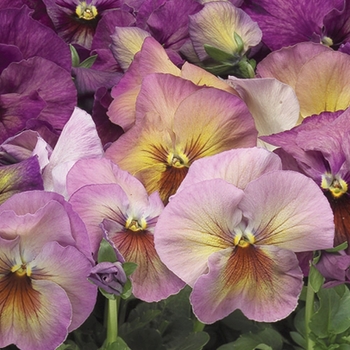 Viola x wittrockiana 'Persian Medley' 