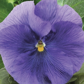 Viola x wittrockiana 'Pure Light Blue' 