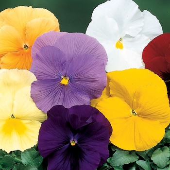 Viola x wittrockiana 'Pure Colors Mix' 