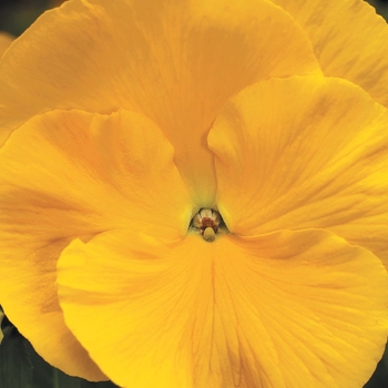 Viola x wittrockiana 'Pure Golden Yellow' 