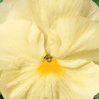 Viola x wittrockiana 'Pure Primrose' 