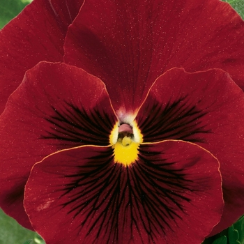 Viola x wittrockiana 'Pure Red' 