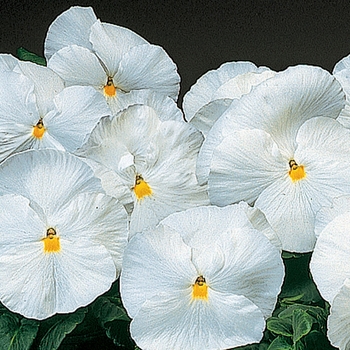 Viola x wittrockiana 'Pure White' 