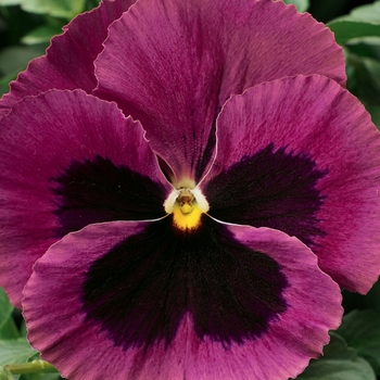 Viola x wittrockiana 'Rose w/Blotch' 