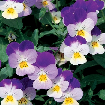 Viola x wittrockiana 'Violet & White' 