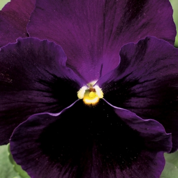 Viola x wittrockiana 'Purple w/Blotch' 