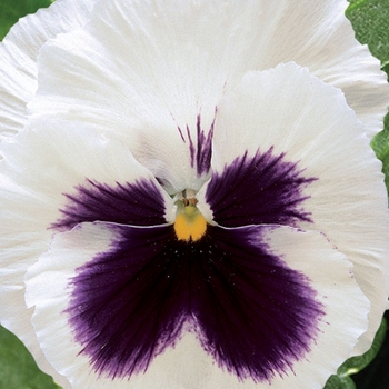 Viola x wittrockiana 'White w/Blotch' 