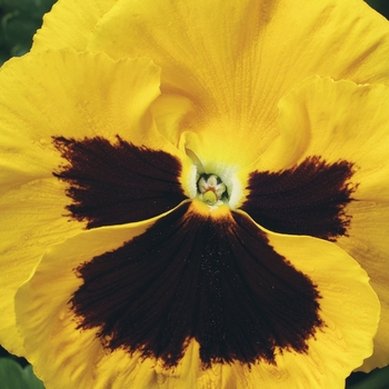 Viola x wittrockiana 'Yellow w/Blotch' 