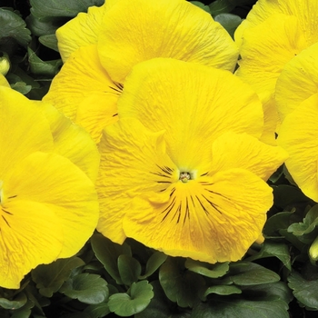 Viola x wittrockiana 'Yellow' 