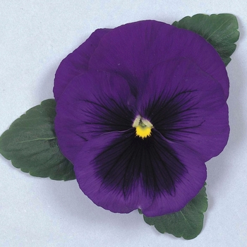 Viola x wittrockiana 'Blue Shades' 