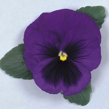 Viola x wittrockiana Majestic Giants 'Blue Shades'