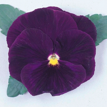 Viola x wittrockiana