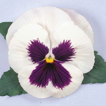 Viola x wittrockiana Majestic Giants White w/Blotch