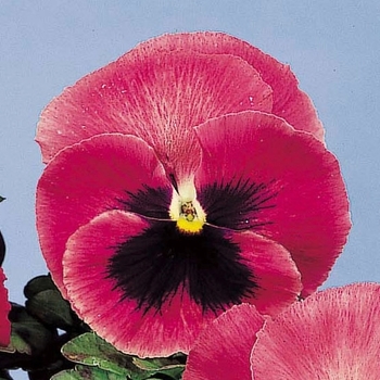 Viola x wittrockiana Super Majestic Giants Rose Pink