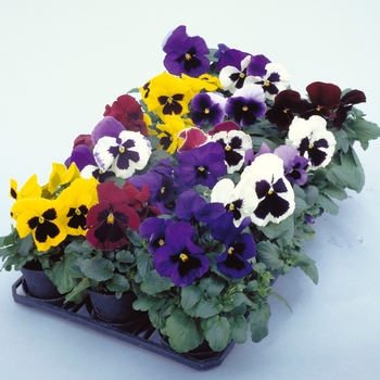 Viola x wittrockiana Dynamite® Blotch Mix