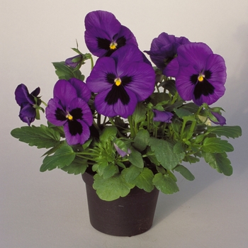 Viola x wittrockiana Dynamite® Blue Centre