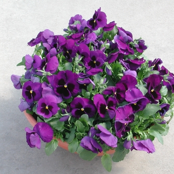 Viola x wittrockiana Dynamite® Deep Blue w/Blotch