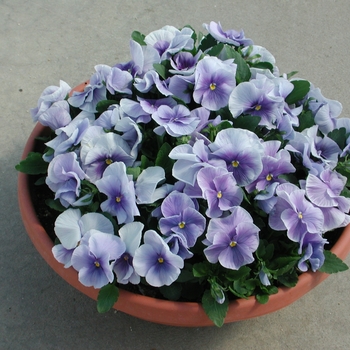 Viola x wittrockiana Dynamite® Light Blue