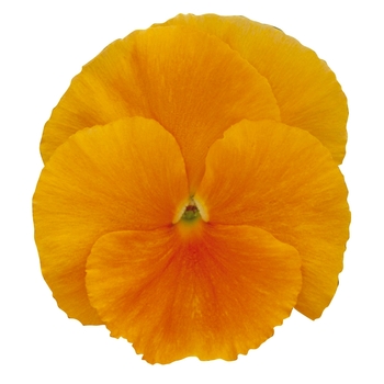 Viola x wittrockiana Dynamite® Orange