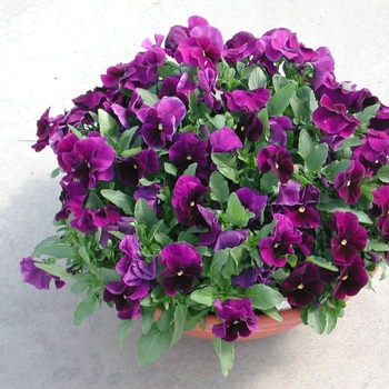 Viola x wittrockiana Dynamite® Purple