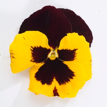 Viola x wittrockiana Dynamite® Red & Yellow Improved